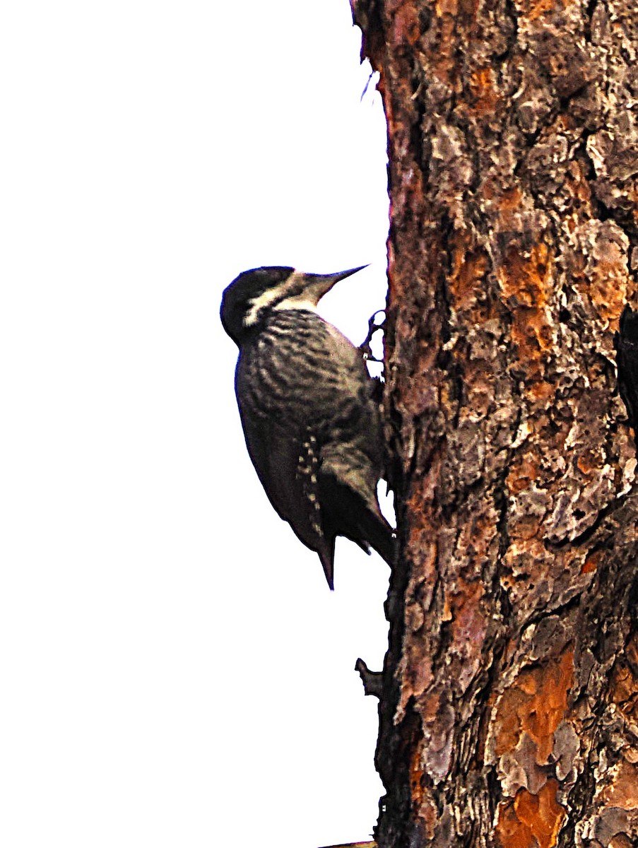 svartryggspett - ML646222106