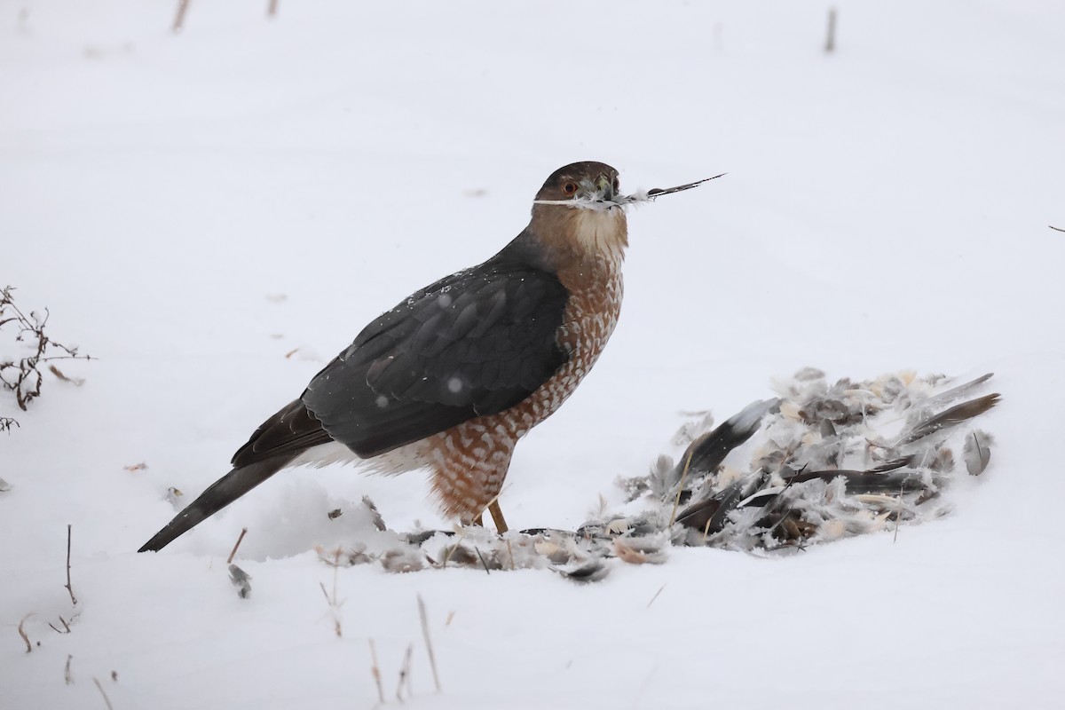 Cooper's Hawk - ML646222107