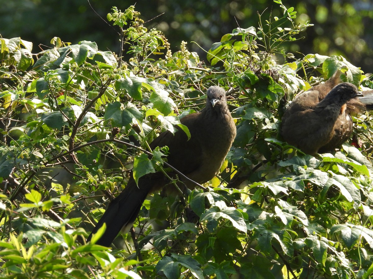 kratthokko - ML646222109