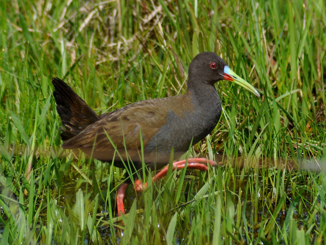 blyrikse - ML646222110