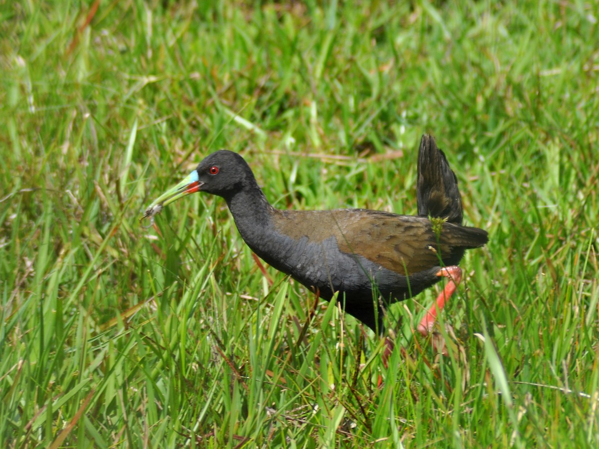 blyrikse - ML646222111