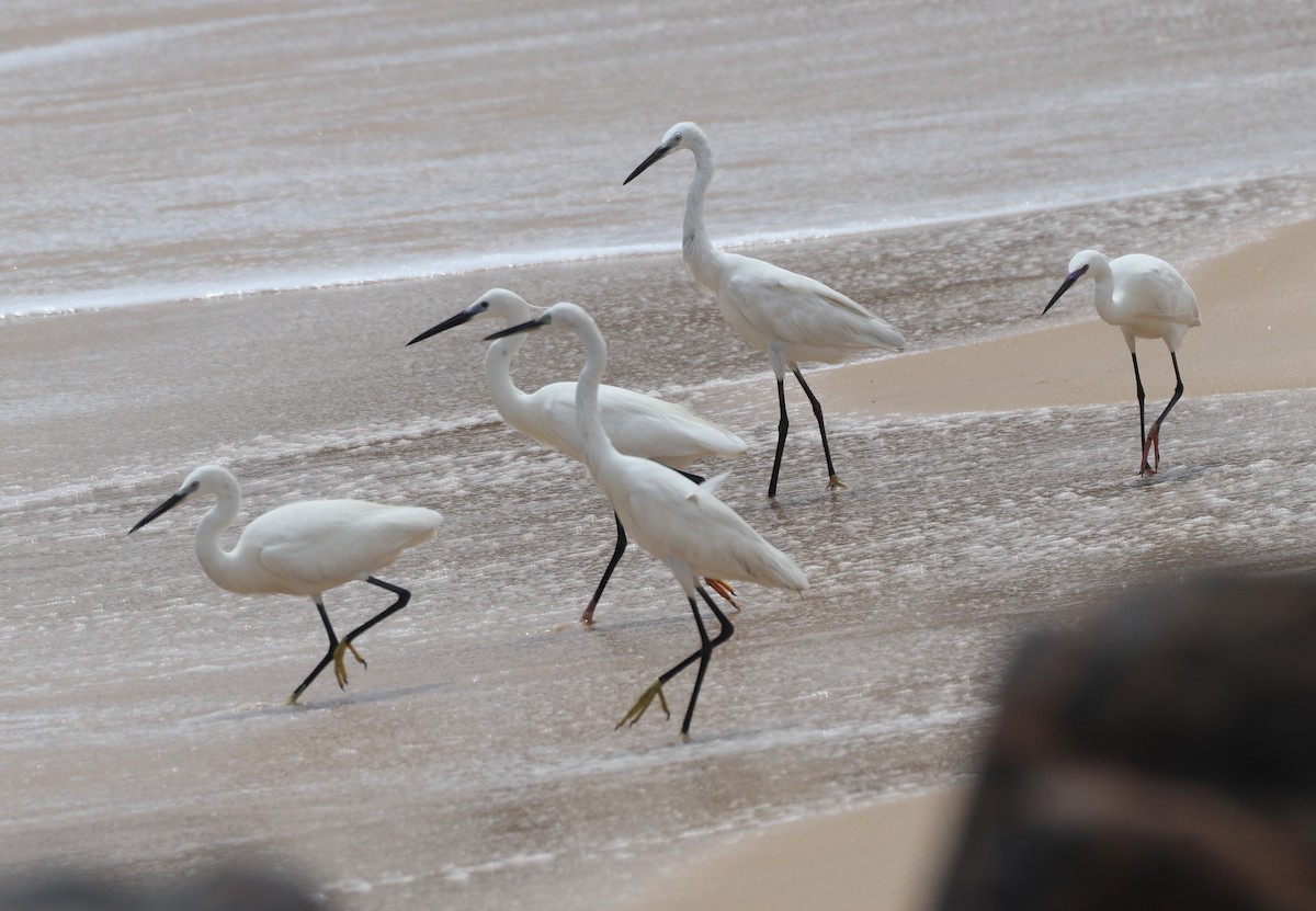 Little Egret - ML646222114