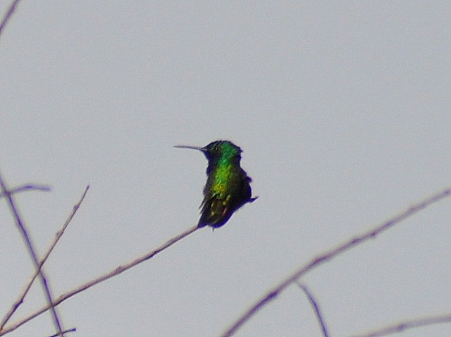 Black-throated Mango - ML646222115