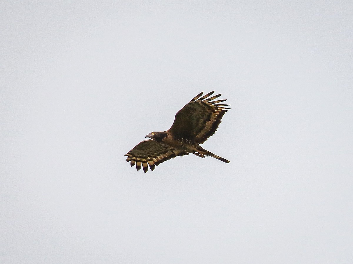 Oriental Honey-buzzard - ML646222116