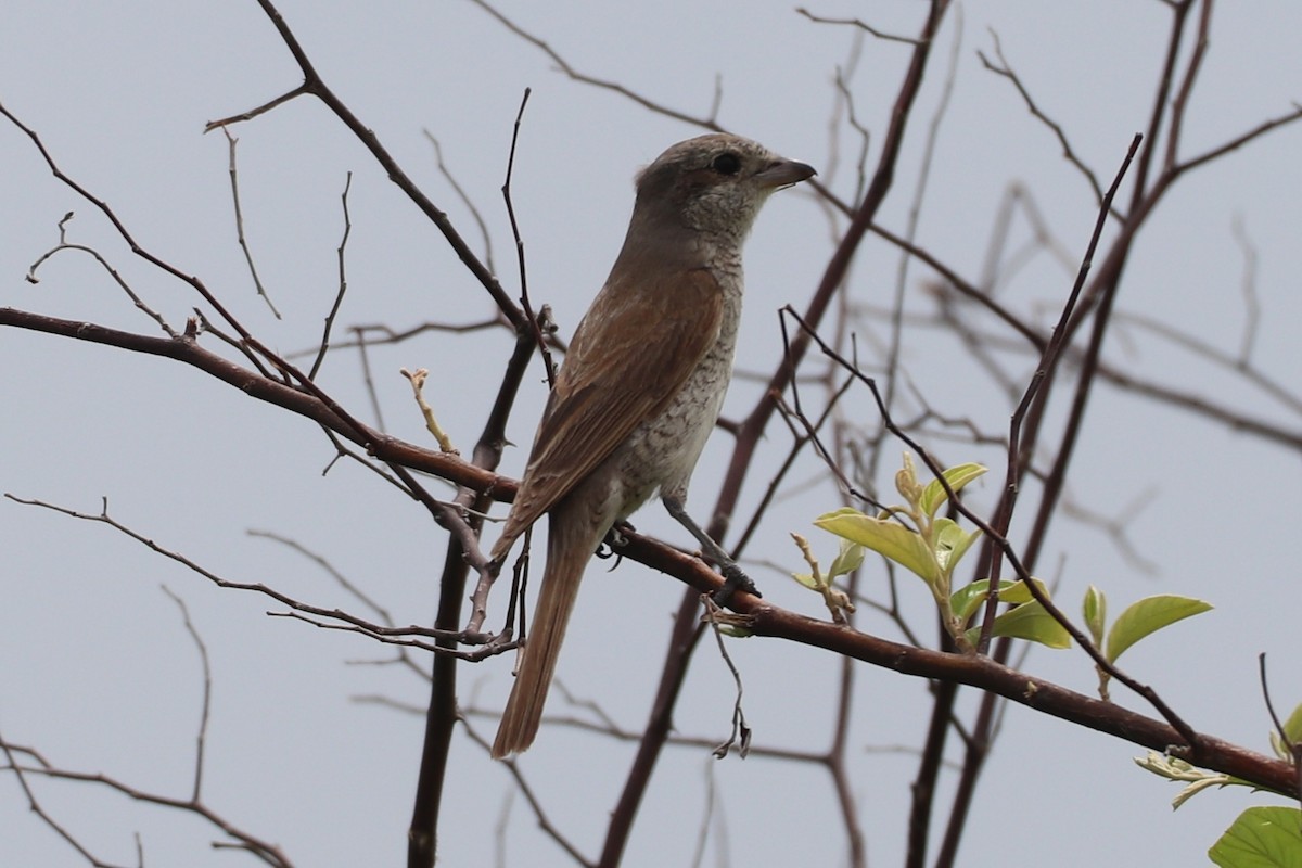 Red-backed Shrike - ML646222118
