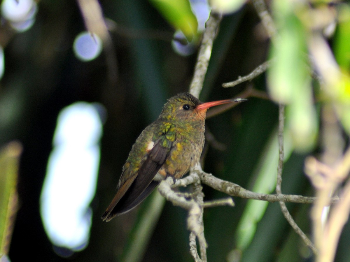 Gilded Hummingbird - ML646222120