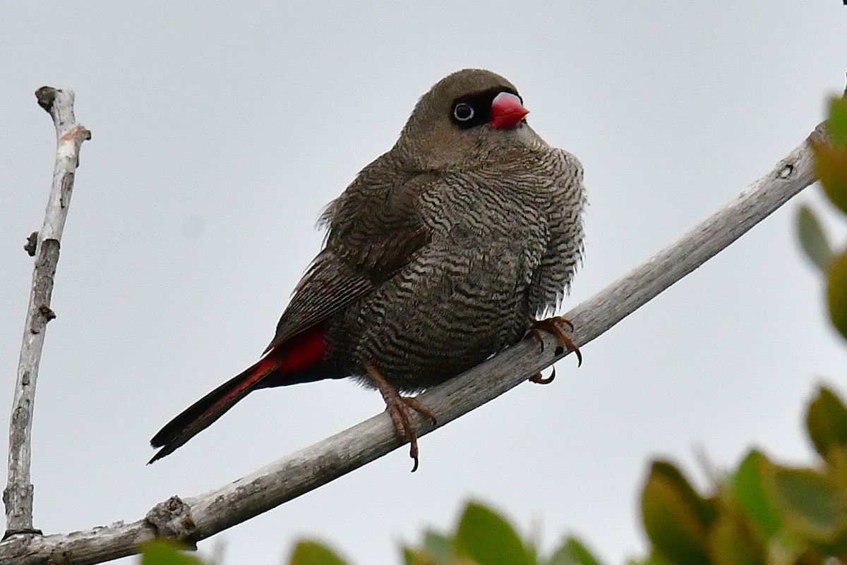 Beautiful Firetail - ML646222121