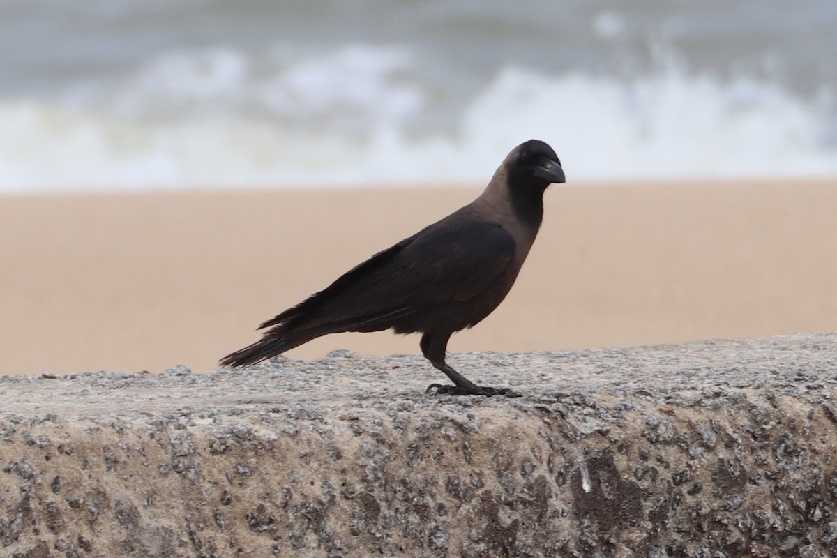 House Crow - ML646222122