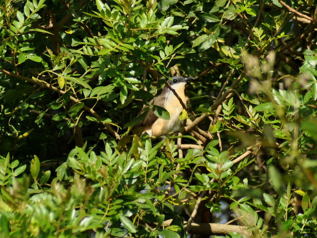 Галапагосская пиайя - ML646222123