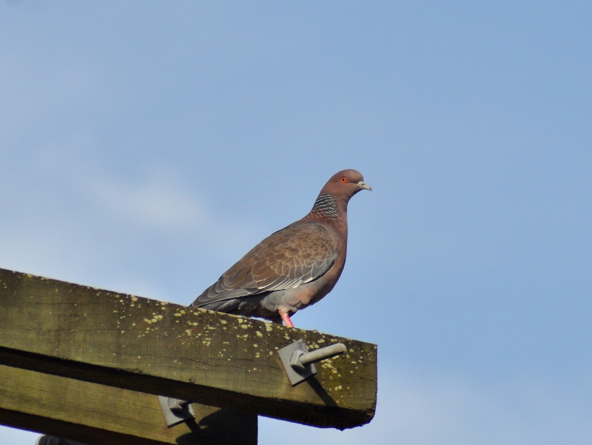 Pikazuro Güvercini - ML646222125