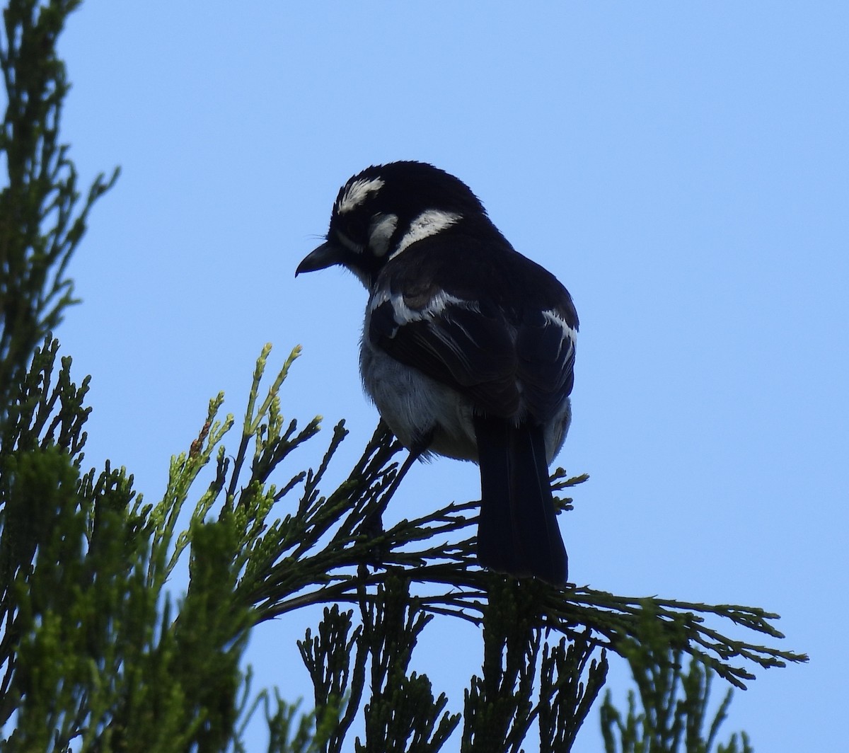 White-eared Monarch - ML646222126
