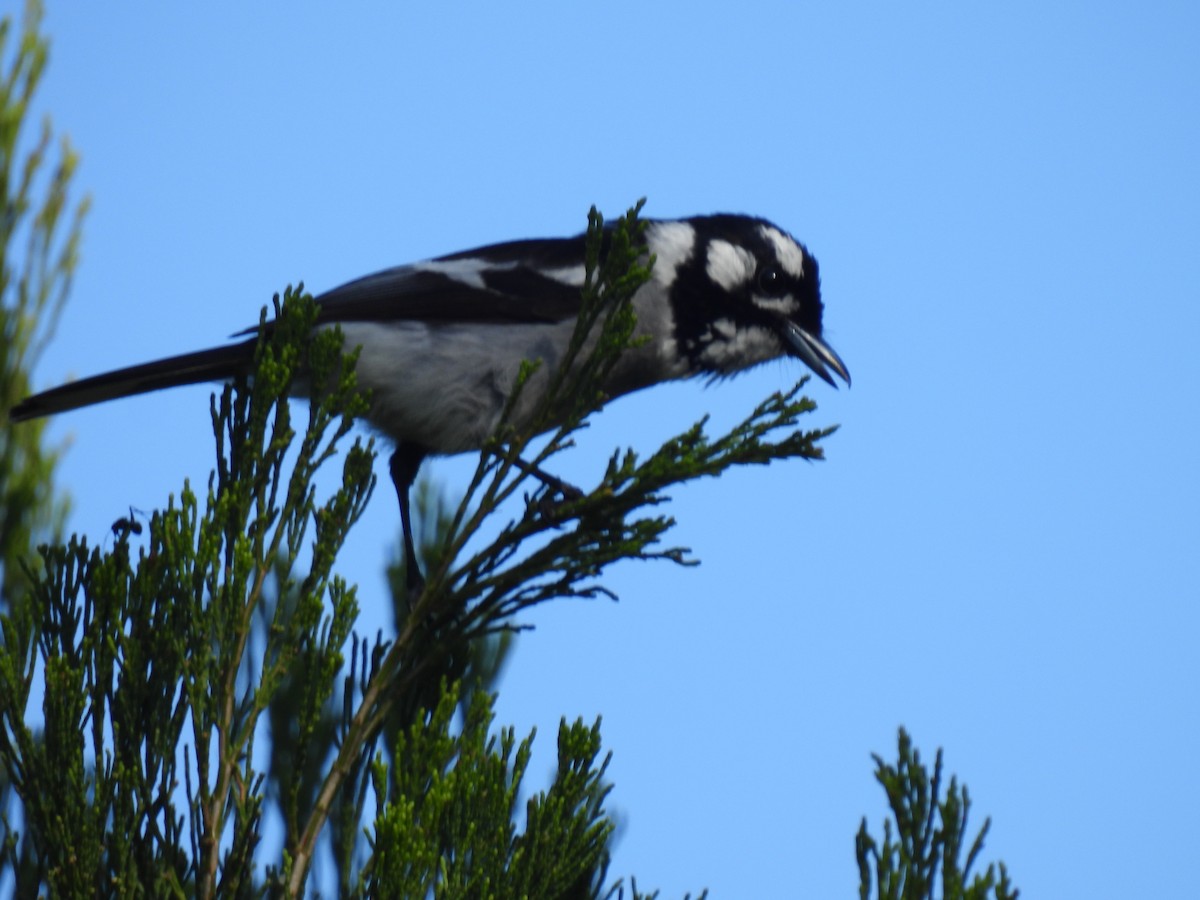 White-eared Monarch - ML646222127