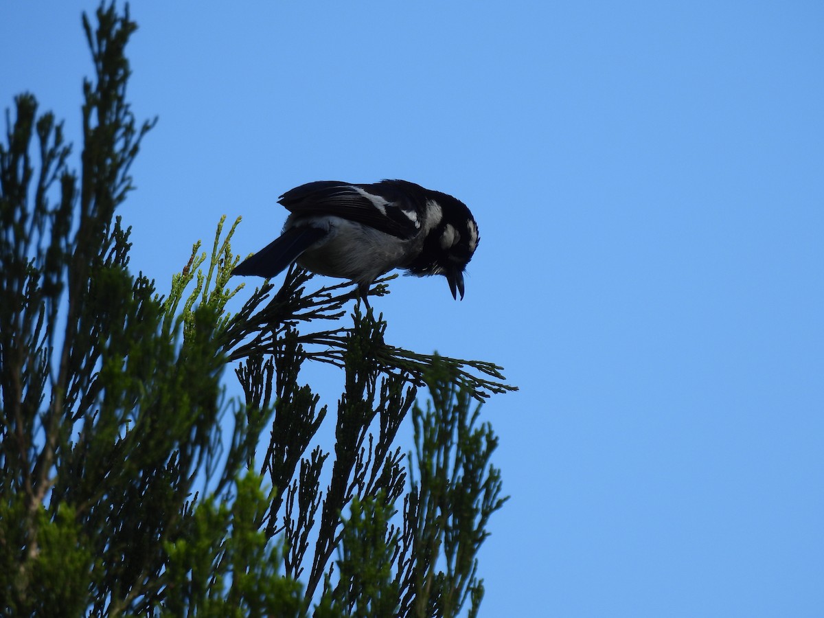 White-eared Monarch - ML646222128