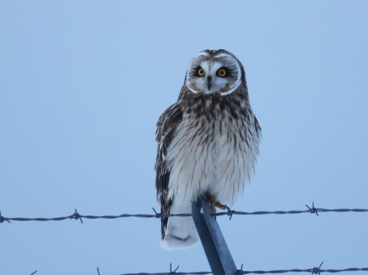 Búho Campestre (Norteño) - ML646222130