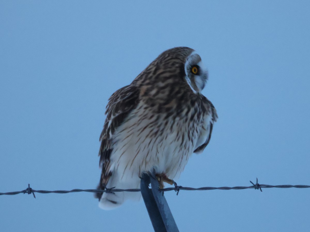 Búho Campestre (Norteño) - ML646222134