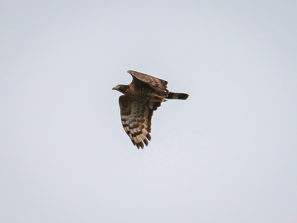 Oriental Honey-buzzard - ML646222136