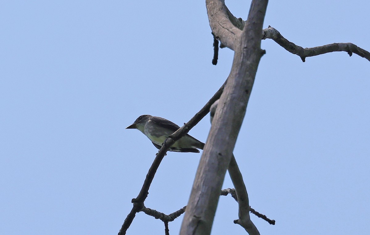 Olive-sided Flycatcher - ML646222144
