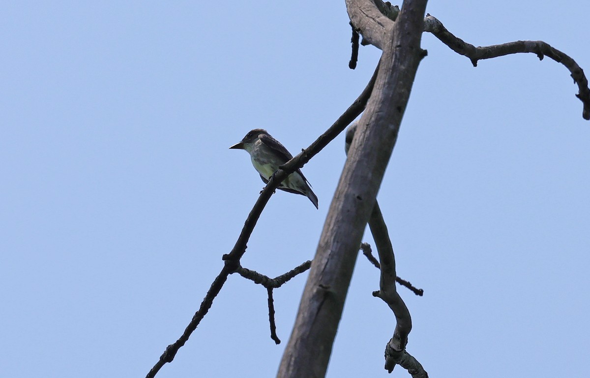 Olive-sided Flycatcher - ML646222145