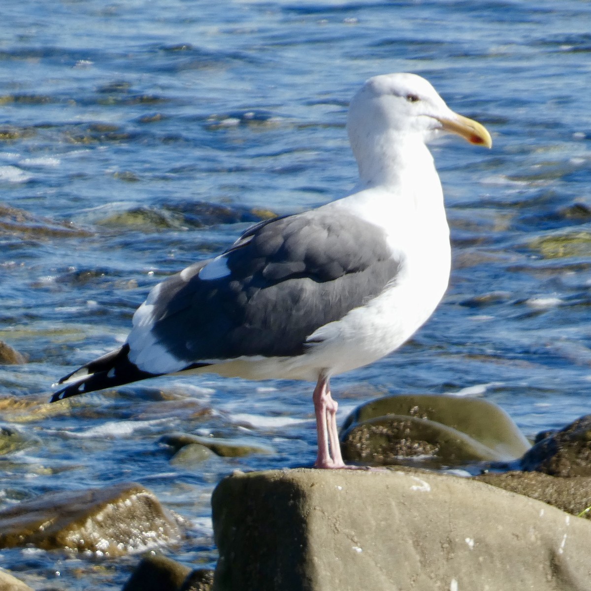 Western Gull - ML646222147