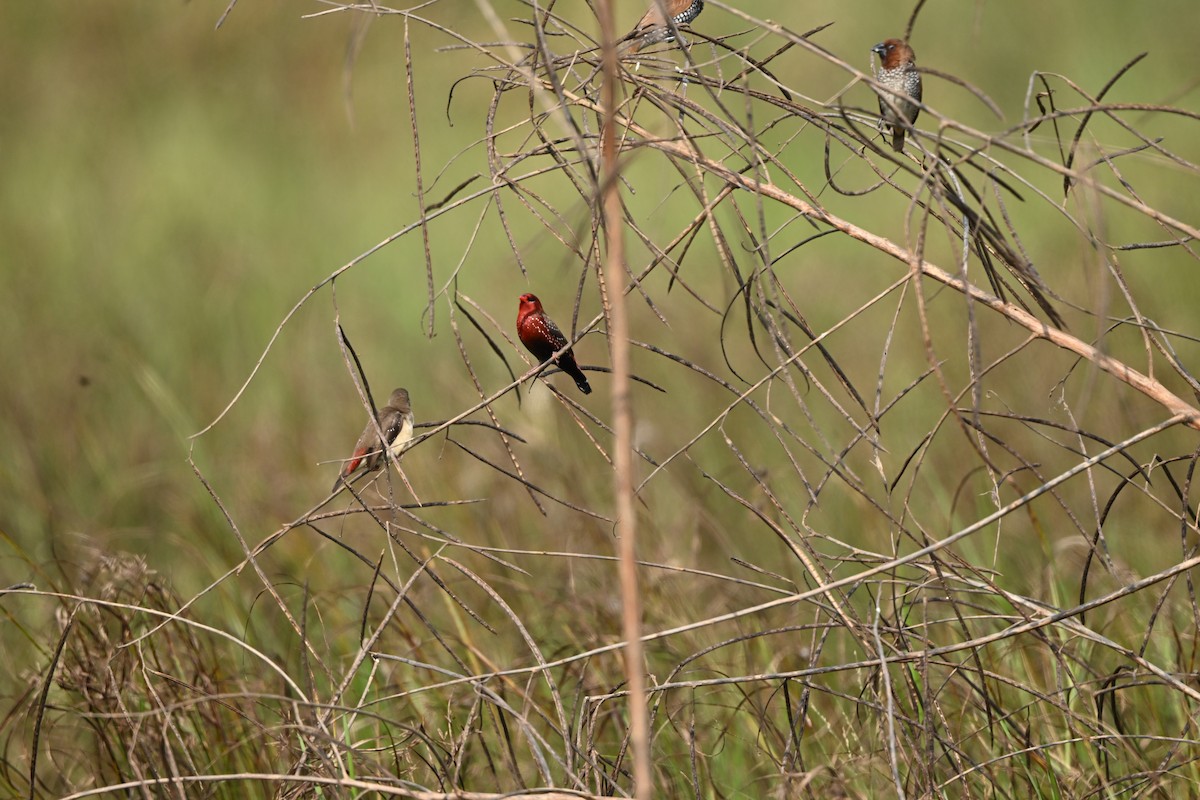 Scaly-breasted Munia - ML646222148