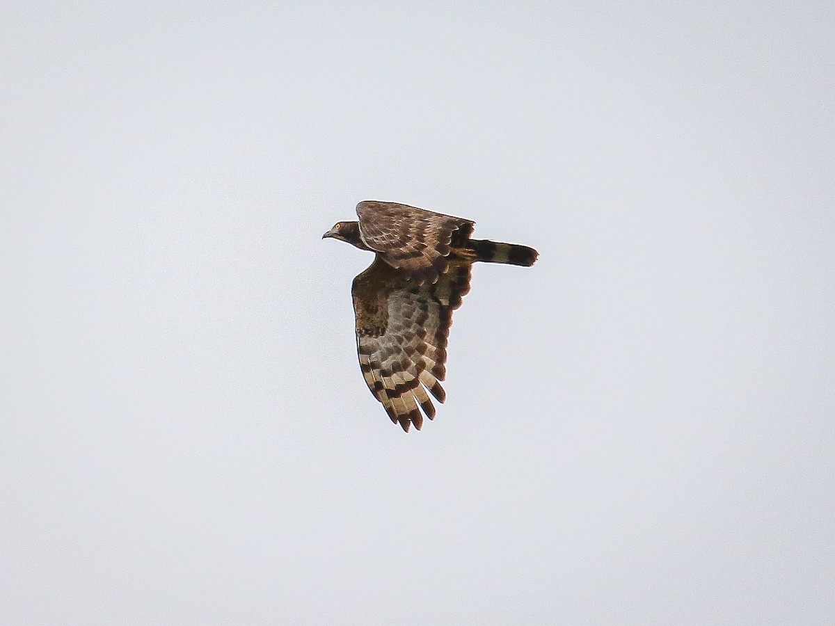 Oriental Honey-buzzard - ML646222150