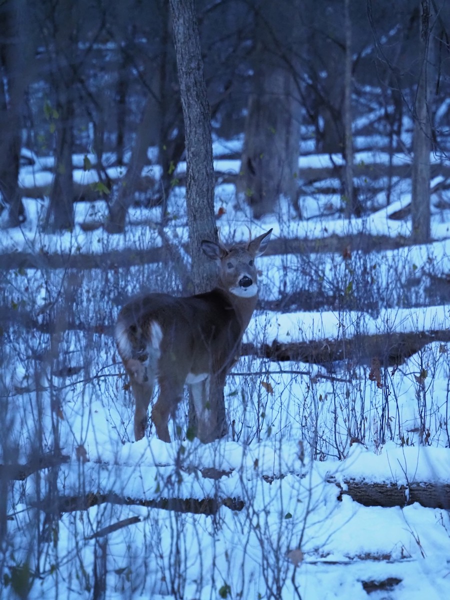 White-tailed Deer - ML646222156