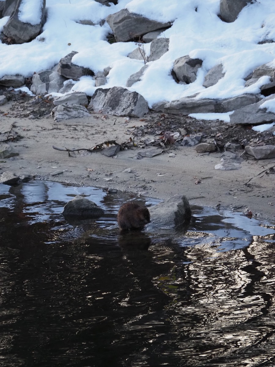 Muskrat - ML646222157