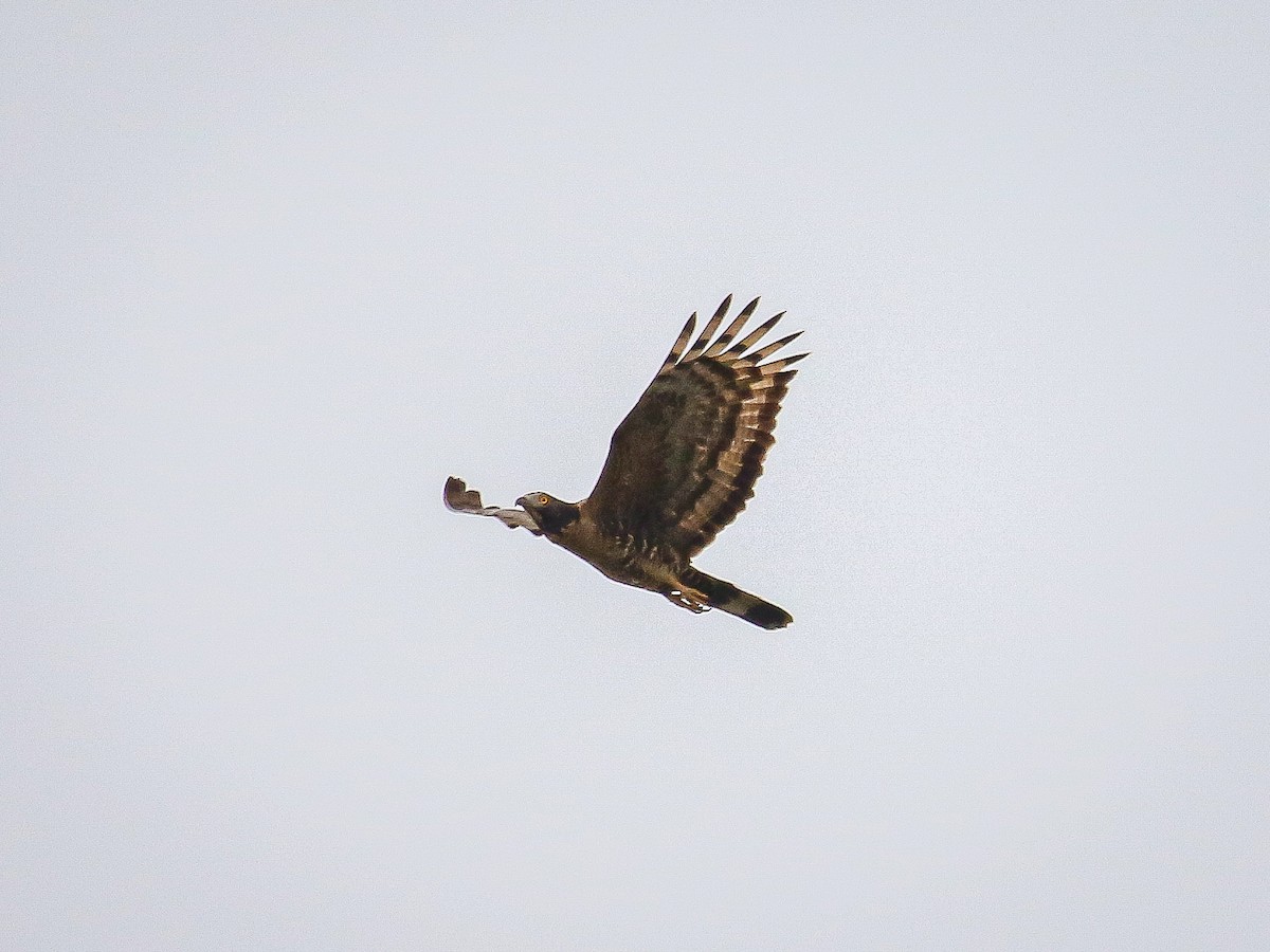 Oriental Honey-buzzard - ML646222159