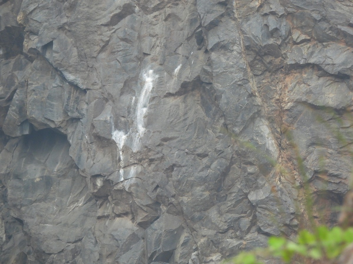 Rock Eagle-Owl - ML646222162