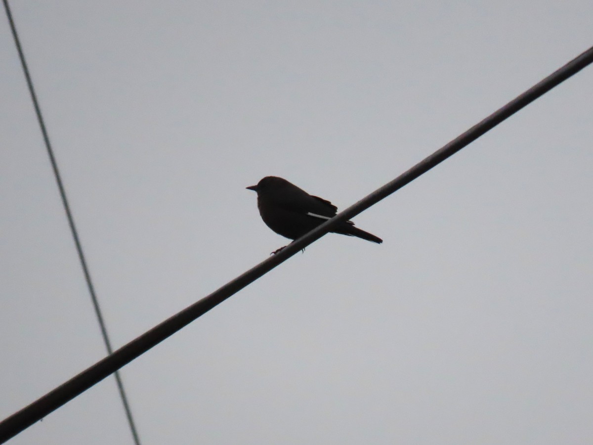 Icteridae sp. - ML646222169