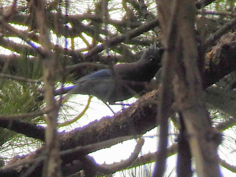 Steller Kargası - ML646222177