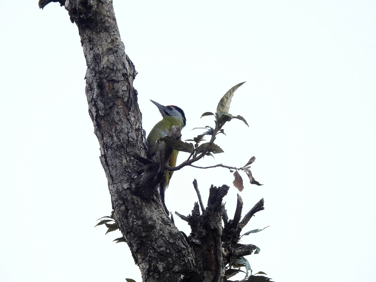 Pic cendré - ML646222179