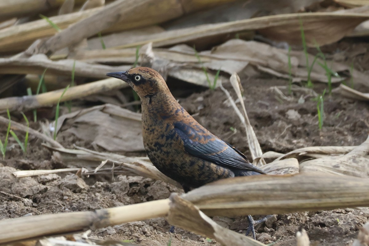 Rusty Blackbird - ML646222181