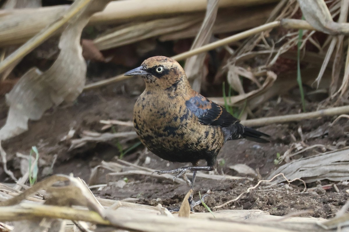 Rusty Blackbird - ML646222183