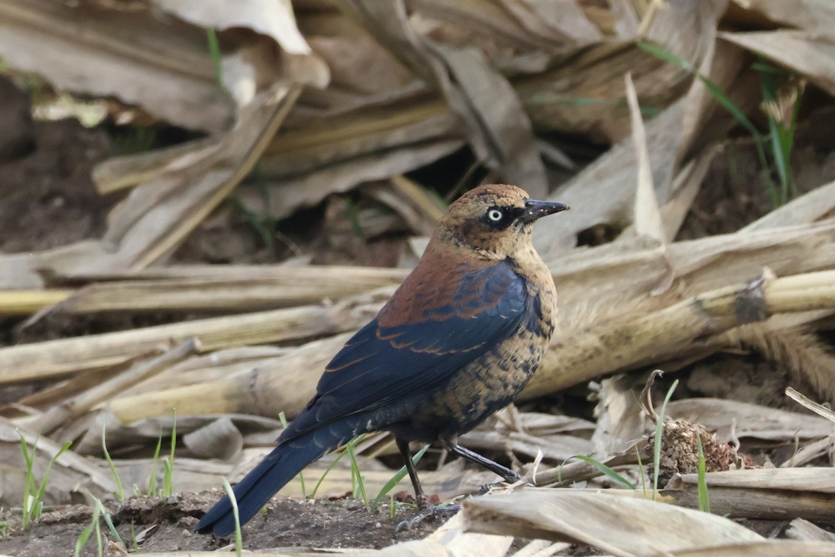 Rusty Blackbird - ML646222184