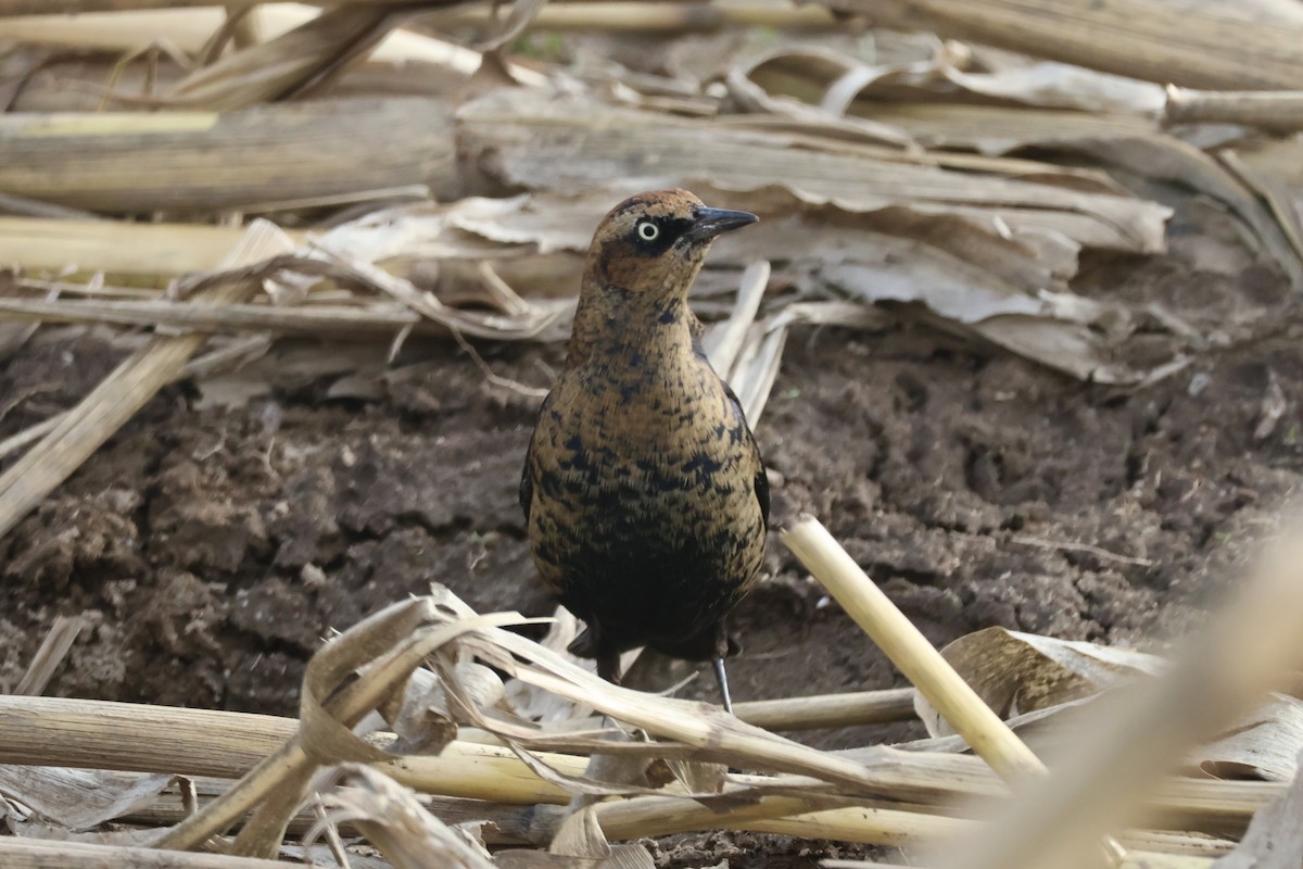Rusty Blackbird - ML646222185