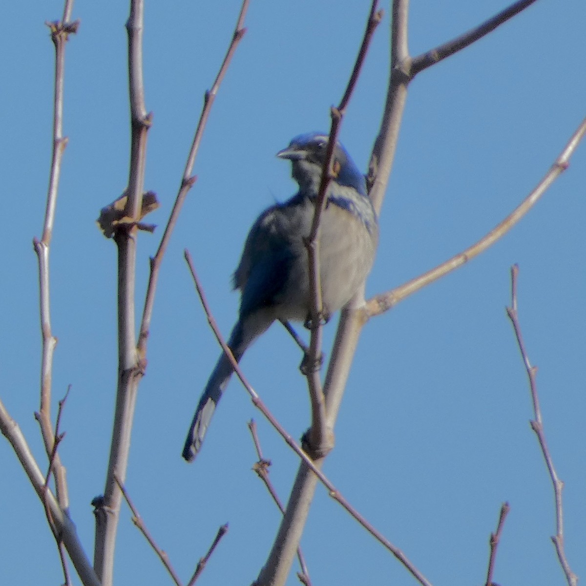 California Scrub-Jay - ML646222193