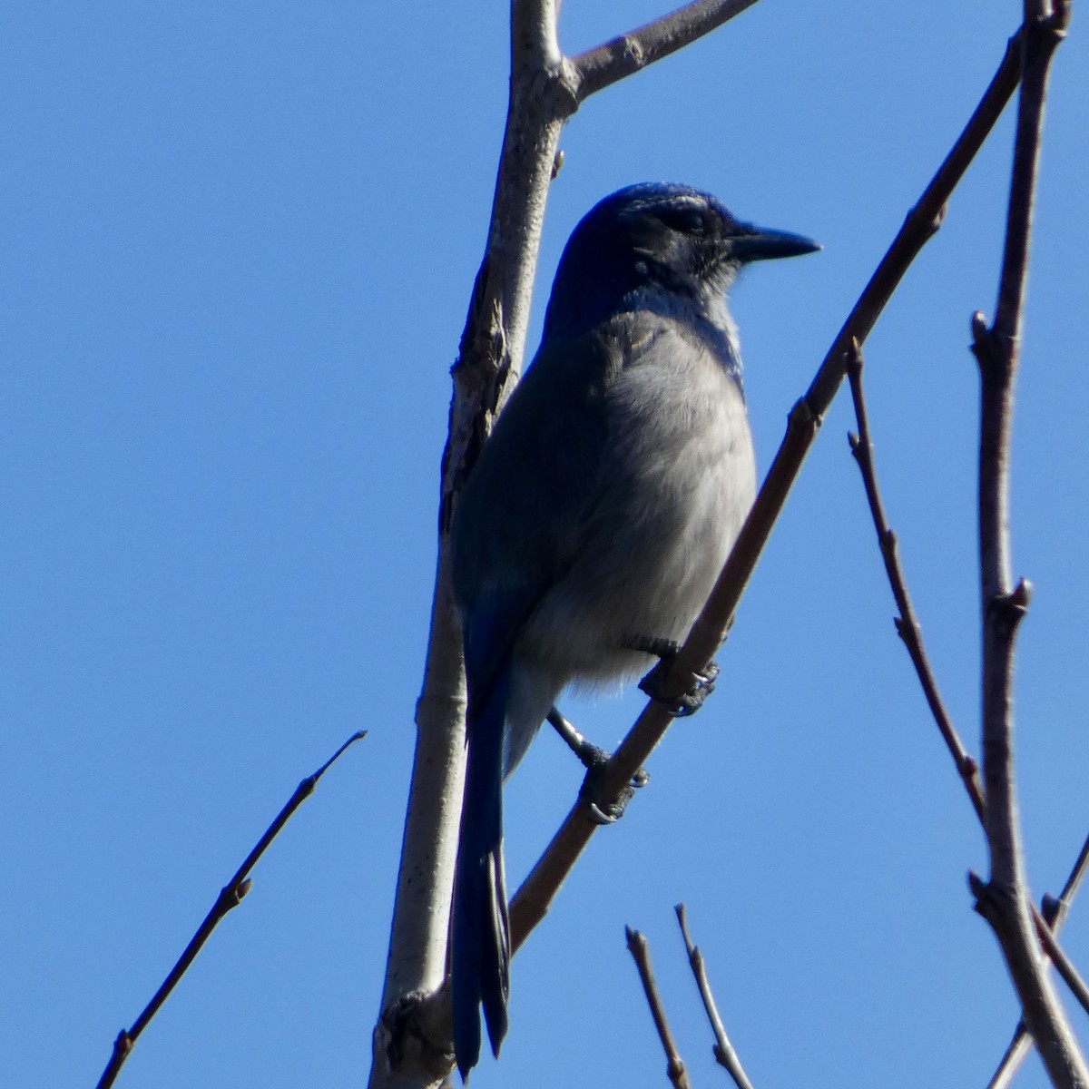 California Scrub-Jay - ML646222194