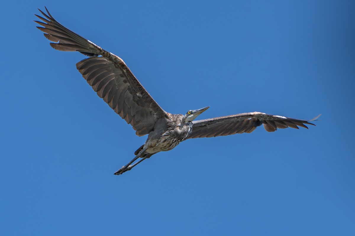 Great Blue Heron - ML646222195