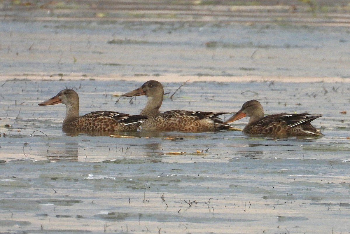 Northern Shoveler - ML646222196