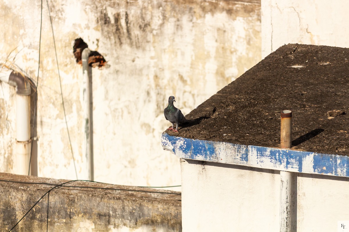 Rock Pigeon (Feral Pigeon) - ML646222197