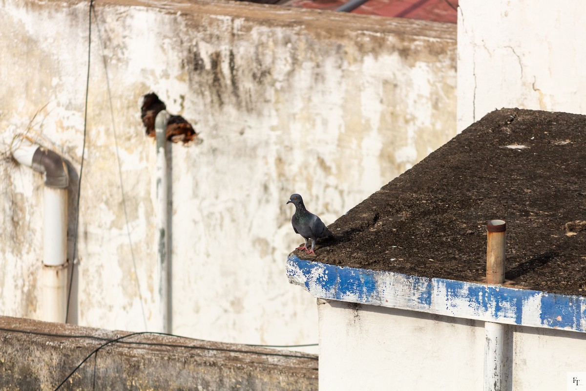Rock Pigeon (Feral Pigeon) - ML646222198