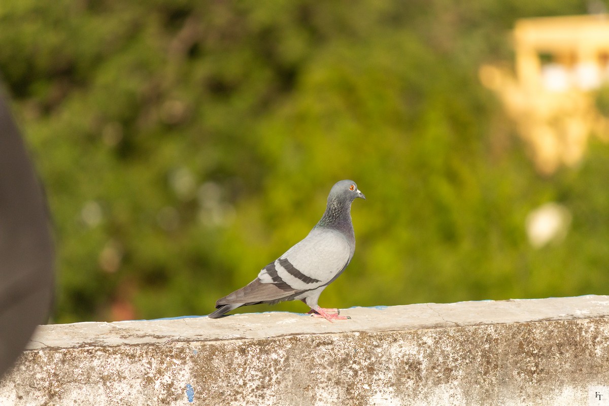 Rock Pigeon (Feral Pigeon) - ML646222199