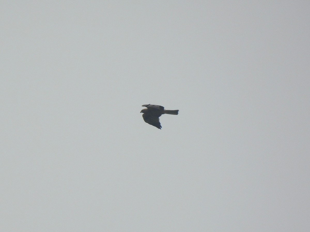 Booted Eagle - ML646222200