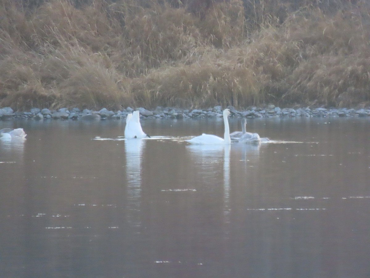 Trumpeter Swan - ML646222206