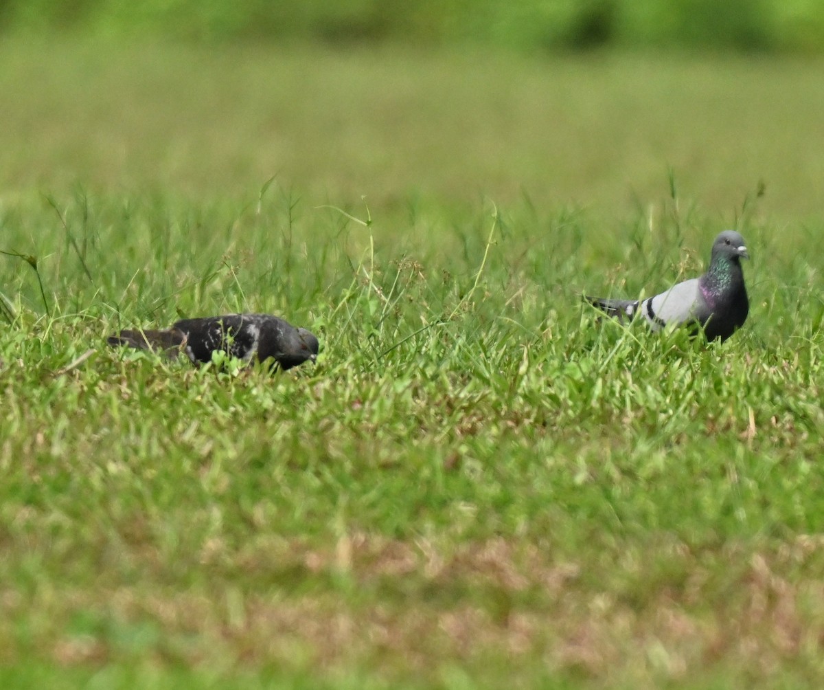 Rock Pigeon (Feral Pigeon) - ML646222209