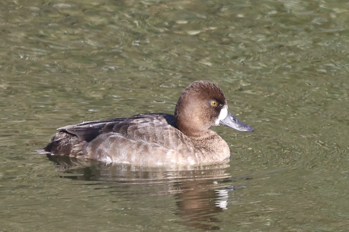 Lesser Scaup - ML646222211