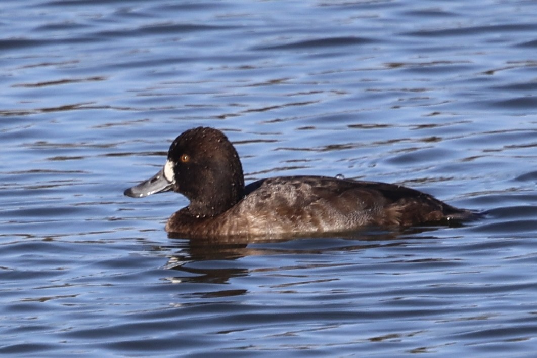 Lesser Scaup - ML646222212