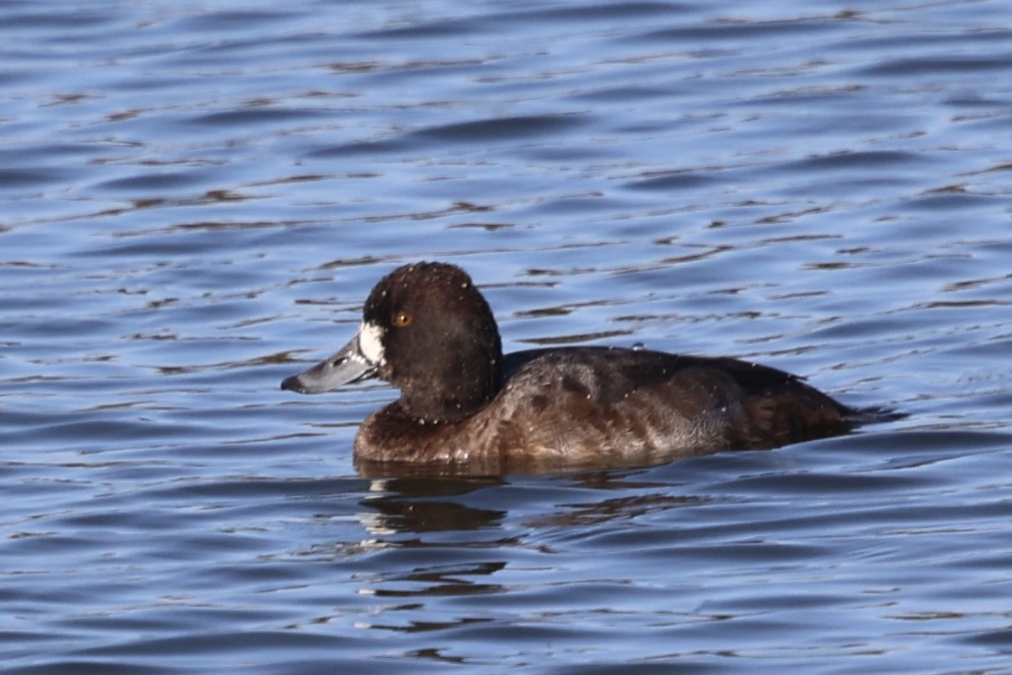 Lesser Scaup - ML646222213