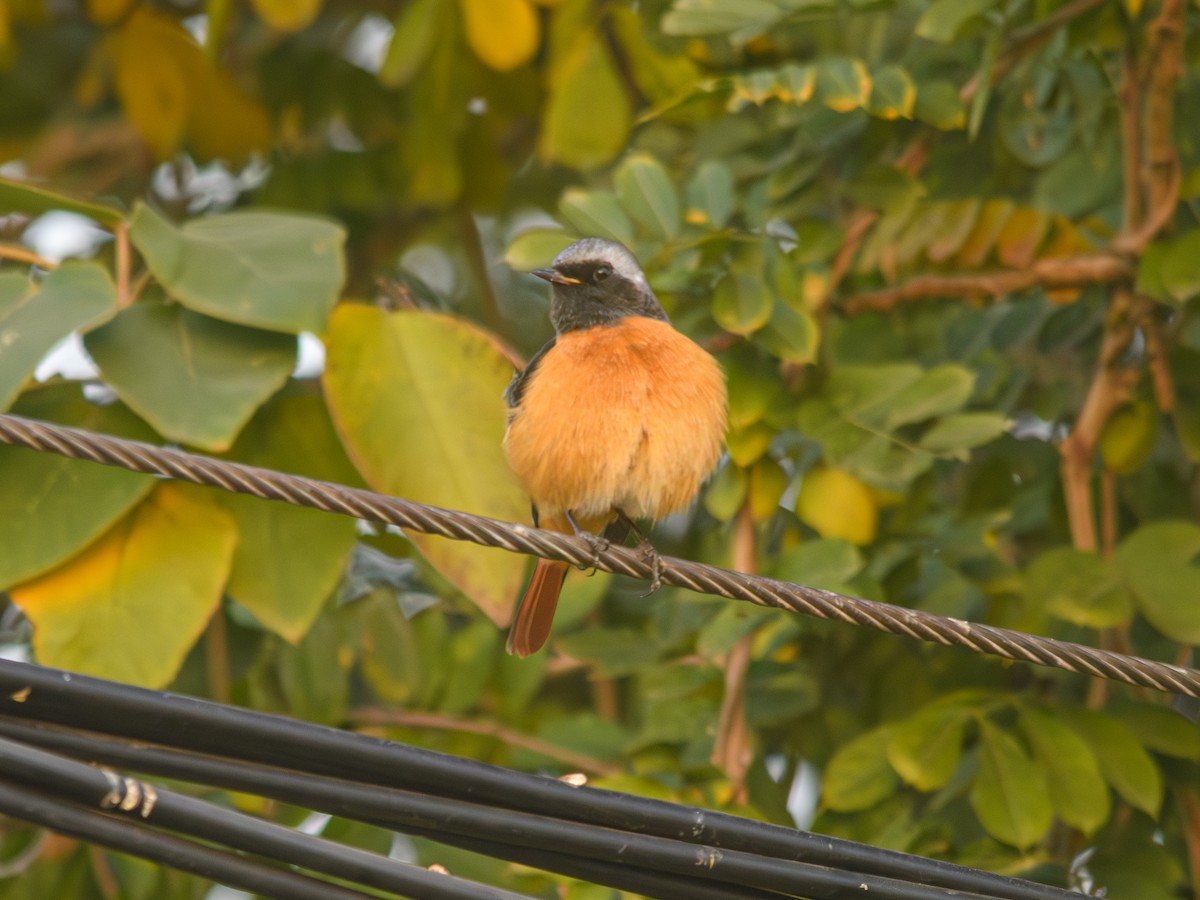 Daurian Redstart - ML646222214